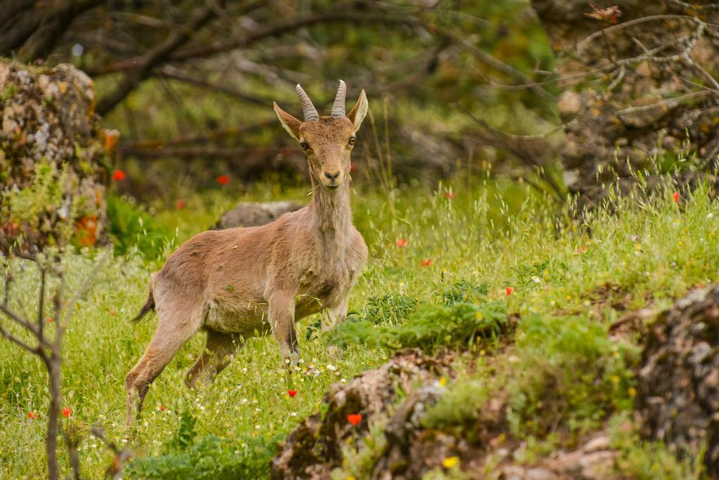 Alojamientos Messia De Leiva Segura de la Sierra Bagian luar foto